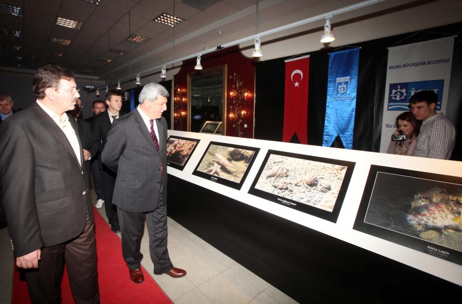 KÖRFEZ HARİKA BİR AKVARYUM OLDU